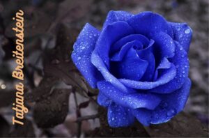 2023 02 blaue rose