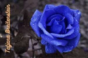 Selten wie eine blaue Rose ... 9 2023 02 blaue rose